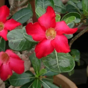Red Desert Rose Live Plant - Adenium Obesum Starter - 4-6