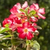 Red Desert Rose Live Plant - Adenium Obesum Starter - 4-6" Tall - Healthy Root - Image 1