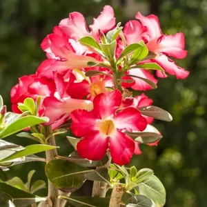 Red Desert Rose Live Plant - Adenium Obesum Starter - 4-6" Tall - Healthy Root - Image 1