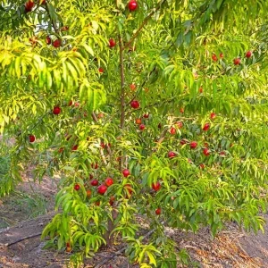 Red Gold Nectarine Tree - Grafted Edible Fruit Live Plant 1 ft+ Tall, Zones 5-8, Self-Pollinating - Image 2