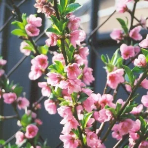 Red Gold Nectarine Tree - Grafted Edible Fruit Live Plant 1 ft+ Tall, Zones 5-8, Self-Pollinating - Image 3