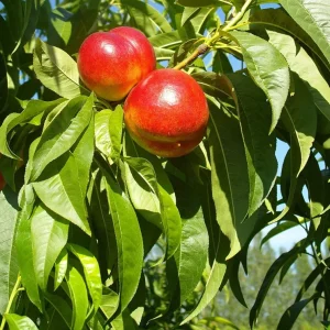 Red Gold Nectarine Tree - Grafted Edible Fruit Live Plant 1 ft+ Tall, Zones 5-8, Self-Pollinating - Image 1