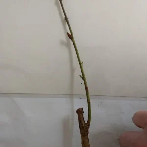 Red Gold Nectarine Tree - Grafted Edible Fruit Live Plant 1 ft+ Tall, Zones 5-8, Self-Pollinating - Image 4