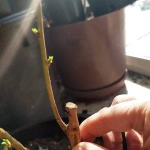 Red Gold Nectarine Tree - Grafted Edible Fruit Live Plant 1 ft+ Tall, Zones 5-8, Self-Pollinating - Image 7