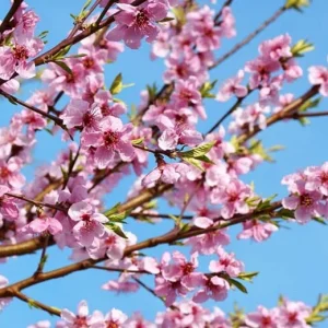 Red Haven Peach Tree Live Plant – Grafted, Potted Edible Fruit Tree, Self-Pollinating, Zones 5-8 - Image 2