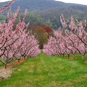 Red Haven Peach Tree Live Plant – Grafted, Potted Edible Fruit Tree, Self-Pollinating, Zones 5-8 - Image 3