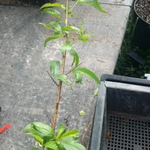 Red Haven Peach Tree Live Plant – Grafted, Potted Edible Fruit Tree, Self-Pollinating, Zones 5-8 - Image 4