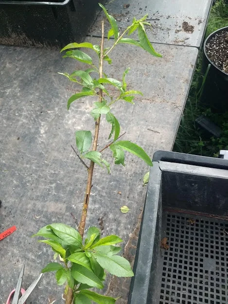 Red Haven Peach Tree Live Plant – Grafted, Potted Edible Fruit Tree, Self-Pollinating, Zones 5-8 - Image 4