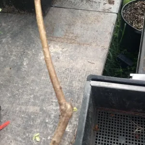 Red Haven Peach Tree Live Plant – Grafted, Potted Edible Fruit Tree, Self-Pollinating, Zones 5-8 - Image 5