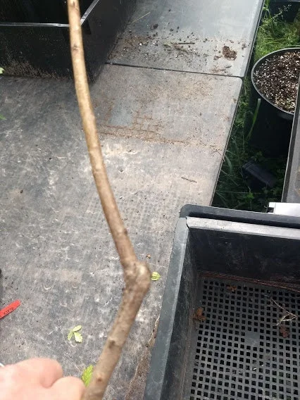 Red Haven Peach Tree Live Plant – Grafted, Potted Edible Fruit Tree, Self-Pollinating, Zones 5-8 - Image 5