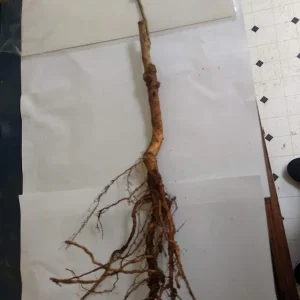 Red Haven Peach Tree Live Plant – Grafted, Potted Edible Fruit Tree, Self-Pollinating, Zones 5-8 - Image 6