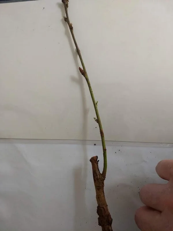 Red Haven Peach Tree Live Plant – Grafted, Potted Edible Fruit Tree, Self-Pollinating, Zones 5-8 - Image 8