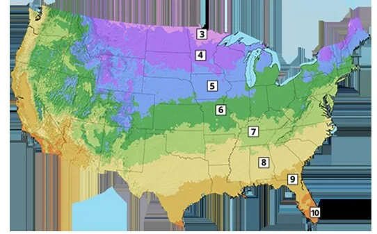 Red Haven Peach Tree Live Plant – Grafted, Potted Edible Fruit Tree, Self-Pollinating, Zones 5-8 - Image 9