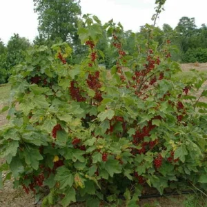 Red Lake Currant Live Plant – Dormant Starter Bush – Zones 3-7 – Fruiting Shrub - Image 2