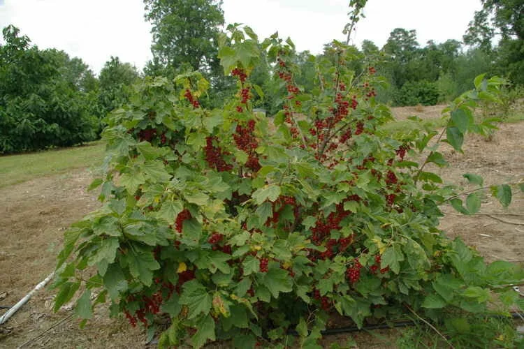 Red Lake Currant Live Plant – Dormant Starter Bush – Zones 3-7 – Fruiting Shrub - Image 2