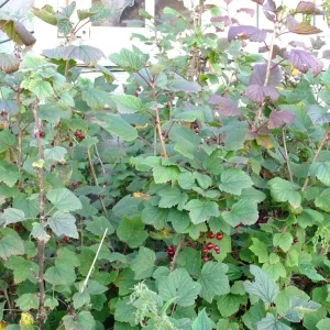 Red Lake Currant Live Plant – Dormant Starter Bush – Zones 3-7 – Fruiting Shrub - Image 3