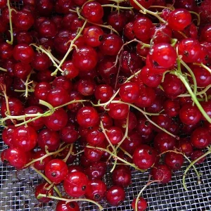 Red Lake Currant Live Plant – Dormant Starter Bush – Zones 3-7 – Fruiting Shrub - Image 4