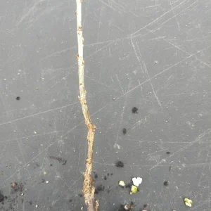 Red Lake Currant Live Plant – Dormant Starter Bush – Zones 3-7 – Fruiting Shrub - Image 5