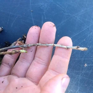 Red Lake Currant Live Plant – Dormant Starter Bush – Zones 3-7 – Fruiting Shrub - Image 6