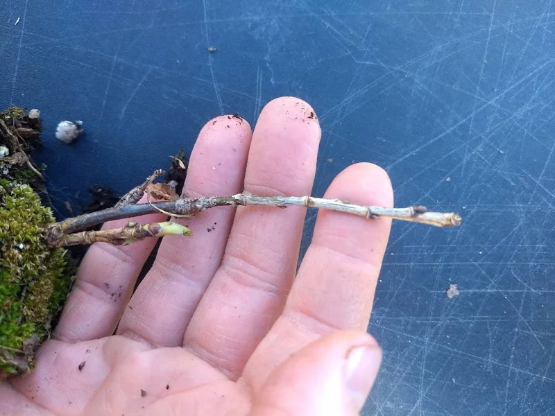 Red Lake Currant Live Plant – Dormant Starter Bush – Zones 3-7 – Fruiting Shrub - Image 6