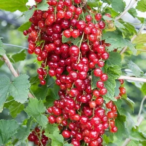 Red Lake Currant Live Plant – Dormant Starter Bush – Zones 3-7 – Fruiting Shrub - Image 1