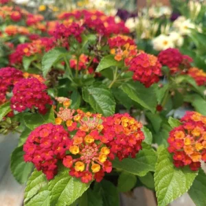 Red Lantana Live Plant Set (2) - 4-6