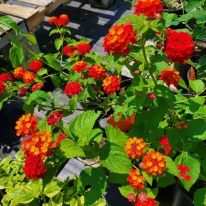 Red Lantana Live Plant Set (2) - 4-6