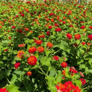 Red Lantana Live Plant Set (2) - 4-6