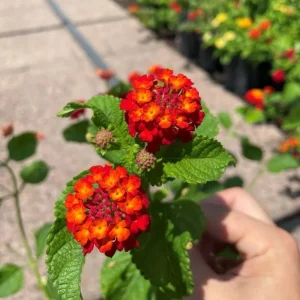 Red Lantana Live Plant Set (2) - 4-6