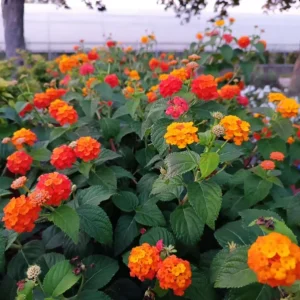 Red Lantana Live Plant Set (2) - 4-6" Tall Starter Plants - Attracts Butterflies & Hummingbirds - Outdoor - Image 1