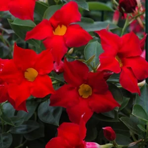 Red Mandevilla Live Plant Set - 2 Vines, 4-6