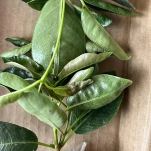 Red Mandevilla Live Plant Set - 2 Vines, 4-6