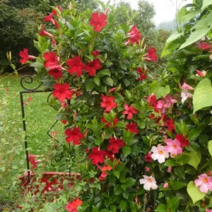 Red Mandevilla Live Plant Set - 2 Vines, 4-6