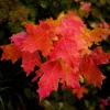 Red Maple Tree Live Plant 2.5" Pot - Native Shade Tree 6-12" Tall - Image 1