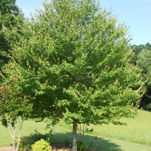 Red Maple Tree Live Plant – 4 inch Pot – 12-16 inches Tall – Native Shade Tree - Image 2