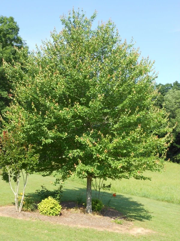 Red Maple Tree Live Plant – 4 inch Pot – 12-16 inches Tall – Native Shade Tree - Image 2