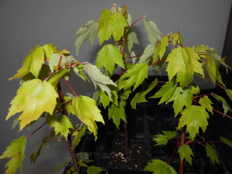 Red Maple Tree Live Plant – 4 inch Pot – 12-16 inches Tall – Native Shade Tree - Image 3