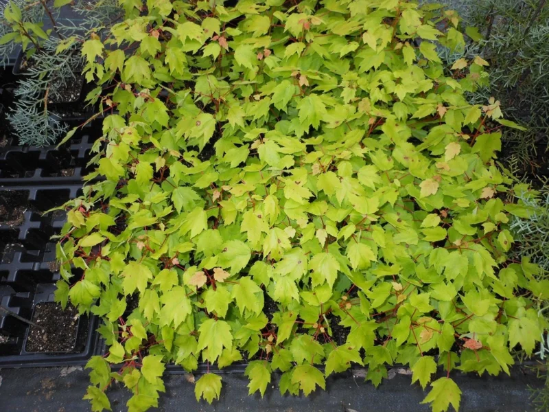 Red Maple Tree Live Plant – 4 inch Pot – 12-16 inches Tall – Native Shade Tree - Image 5