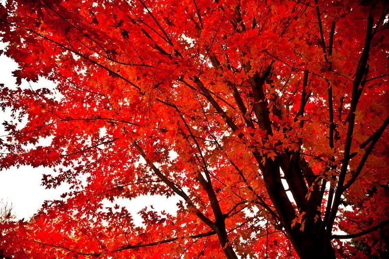 Red Maple Tree Live Plant – 4 inch Pot – 12-16 inches Tall – Native Shade Tree - Image 1