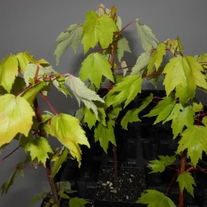Red Maple Tree Live Plant 4