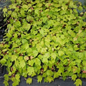 Red Maple Tree Live Plant 4