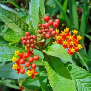 Red Milkweed Live Plant - Asclepias perennis - Set of 2, 3-6