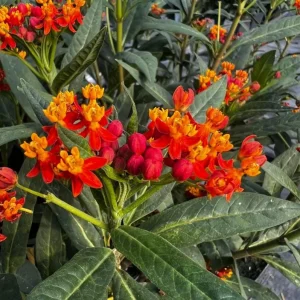 Red Milkweed Live Plant - Asclepias perennis - Set of 2, 3-6