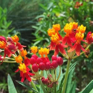 Red Milkweed Live Plant - Asclepias perennis - Set of 2, 3-6