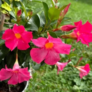 Red Riding Hood Mandevilla Live Plant - 2 Starter Plants, 4-6