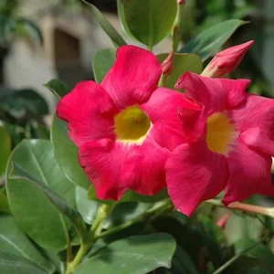 Red Riding Hood Mandevilla Live Plant - 2 Starter Plants, 4-6