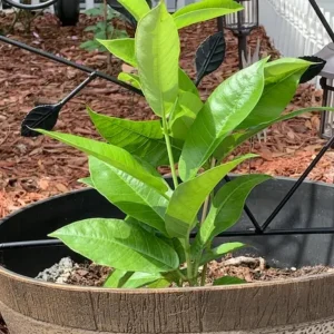 Red Riding Hood Mandevilla Live Plant - 2 Starter Plants, 4-6