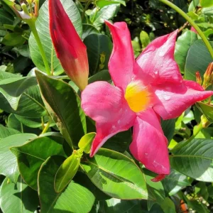 Red Riding Hood Mandevilla Live Plant - 2 Starter Plants, 4-6