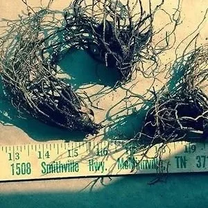 Red Trillium Bulbs - 5 Pack Wood Lily - Bare Root Wildflower for Shade, Zones 4-8 - Image 2