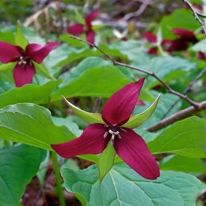 Red Trillium Bulbs - 5 Pack Wood Lily - Bare Root Wildflower for Shade, Zones 4-8 - Image 3